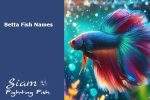 Betta-Fish Names