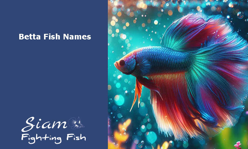 Betta-Fish Names